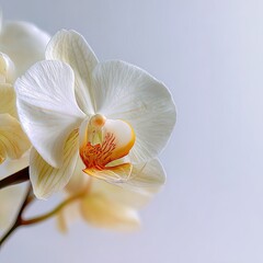 Closeup Of A Beautiful White Orchid With Yellow And Orange Details