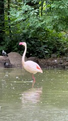 Pink flamingo standing in a water body surrounded by forest greenery, reflected in clear water under natural light