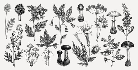 Poisonous plants and mushrooms hand drawn vector illustration. Witch herbs, deadly fungi sketches . NOT AI generated © sketched-graphics