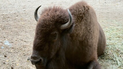 American bison lying on the ground near a stone wall in the zoo, resting under daylight
