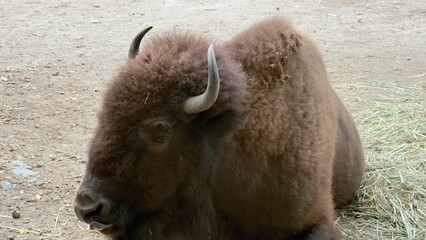American bison lying on the ground near a stone wall in the zoo, resting under daylight