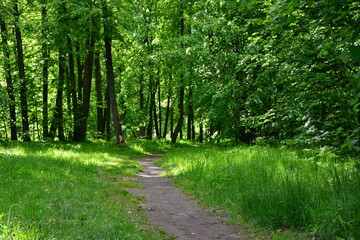 Sunlit Path Through Lush Forest with green grass and trees no people