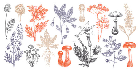Poisonous plants and mushrooms hand drawn vector illustration. Witch herbs, deadly fungi sketches . NOT AI generated © sketched-graphics