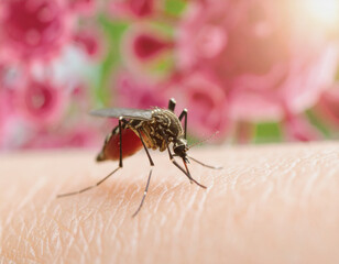  Close-up of Mosquito Biting Human Skin in Summer