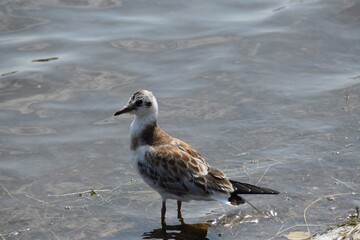 A cute young laughing gull is standing on a beach in bright summer day.