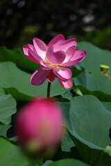 Obraz premium 神聖な花