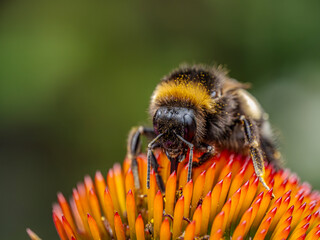 Macro Shot of Bumblebee pollinating echinacea flowers
