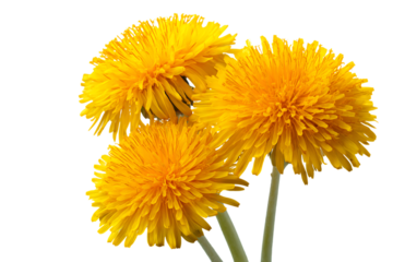 Three vibrant yellow dandelions.