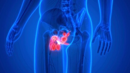 3d human male reproductive system for medical study - Powered by Adobe