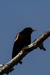 Male red-winged blackbird (Agelaius phoeniceus)