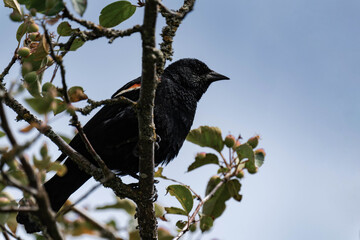 Male red-winged blackbird (Agelaius phoeniceus)