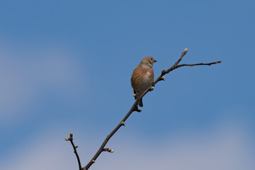 A small bird sits on a tree branch against a blue sky background