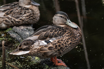 Female mallard duck in Surrey, British Columbia, Canada.