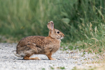 Feral bunny in Surrey, British Columbia, Canada