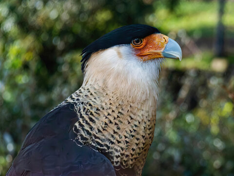 Crested Caracara in Profile