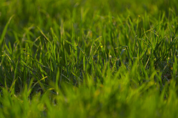 summer landscape, field with green grass and horizon