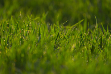 summer landscape, field with green grass and horizon