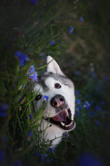adorable funny smiling siberian Husky dog with white and grey fur, brown eyes looking up portrait...