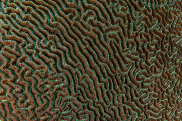 Hard coral on closer inspection. Miracles of underwater world
