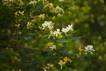 Flowers in parks around Berlin