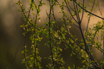 spring climbing plants with green buds