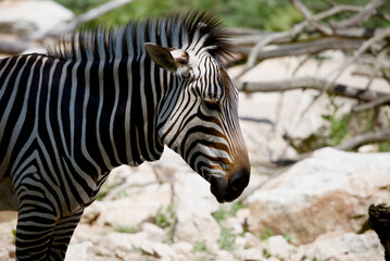 Zoo mammals