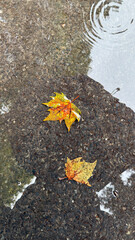 Autumn Leaves Resting on a Rain-Soaked Pavement, Surrounded by Water Ripples and Urban Reflection