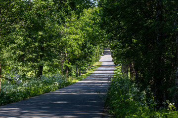Hille, Sweden A  beautiful tree-lined rural road in thr Gästrikland region.