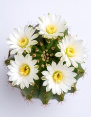 Obraz premium A cactus stands tall, unique in landscapes perfect for themes of strength, nature, and minimalist design.Close-up of a cactus, showcasing its textures and forms. Ideal for modern decor,botanical theme