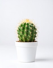 A cactus stands tall, unique in landscapes perfect for themes of strength, nature, and minimalist design.Close-up of a cactus, showcasing its textures and forms. Ideal for modern decor,botanical theme