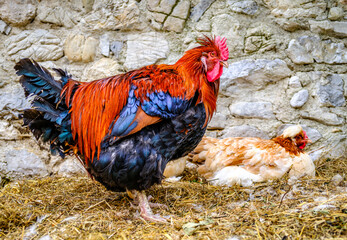 Colorful rooster stands proudly next to a hen in a rustic farm setting surrounded by stone walls