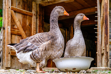 Geese gathered near a rustic barn in the countryside enjoying a moment by a bowl during a sunny day