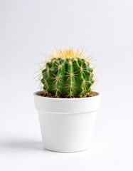 A cactus stands tall, unique in landscapes perfect for themes of strength, nature, and minimalist design.Close-up of a cactus, showcasing its textures and forms. Ideal for modern decor,botanical theme