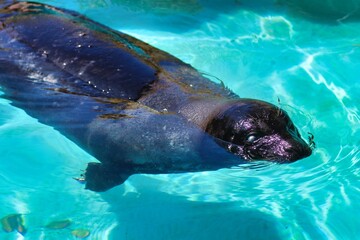 Obraz premium Bermuda