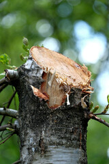 A closeup shot of a cut tree trunk with a blurred background