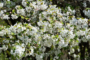 White flowers on the branches of a blossoming apple tree in spring. White flowers on a tree