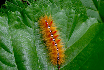 large hairy orange caterpillar with white spots on a juicy green leaf