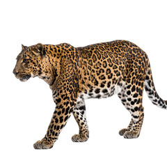 Obraz premium Leopard walking profile view isolated on transparent background