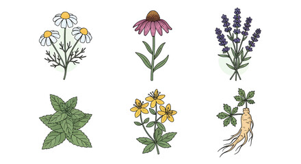 Fototapeta premium Illustration of six different medicinal plants: chamomile, echinacea, lavender, mint, St. John's wort, and ginseng, isolated on a white background.