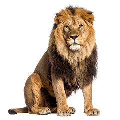 Obraz premium Majestic male lion sitting proudly isolated on transparent background