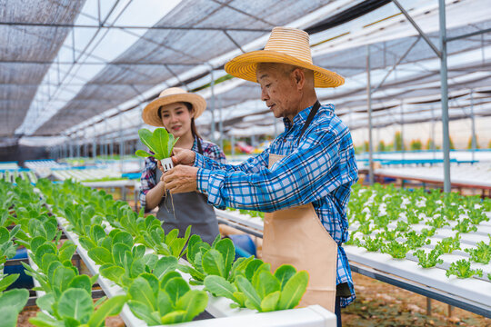 farmer carefully inspecting green lettuce in modern hydroponic greenhouse agricultural detail by tablet in farming technology offering a glimpse smart farm of agriculture