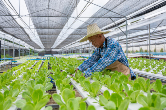 farmer carefully inspecting green lettuce in modern hydroponic greenhouse agricultural detail by tablet in farming technology offering a glimpse smart farm of agriculture - Powered by Adobe