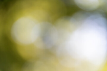 自然の中で生まれる幻想的な玉ボケ背景