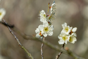 白梅の花が咲く春の枝先の接写