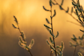 spring climbing plants with green buds