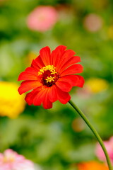 red dahlia flower