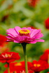 red and yellow flower