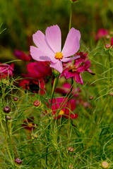 Fototapeta premium pink and white flowers