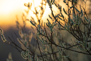 spring climbing plants with green buds