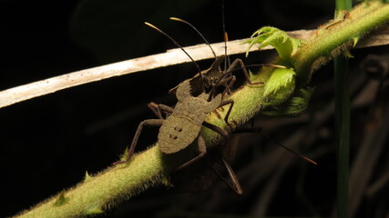 Unique insect resting on a green plant stem in a dark natural environment during nighttime